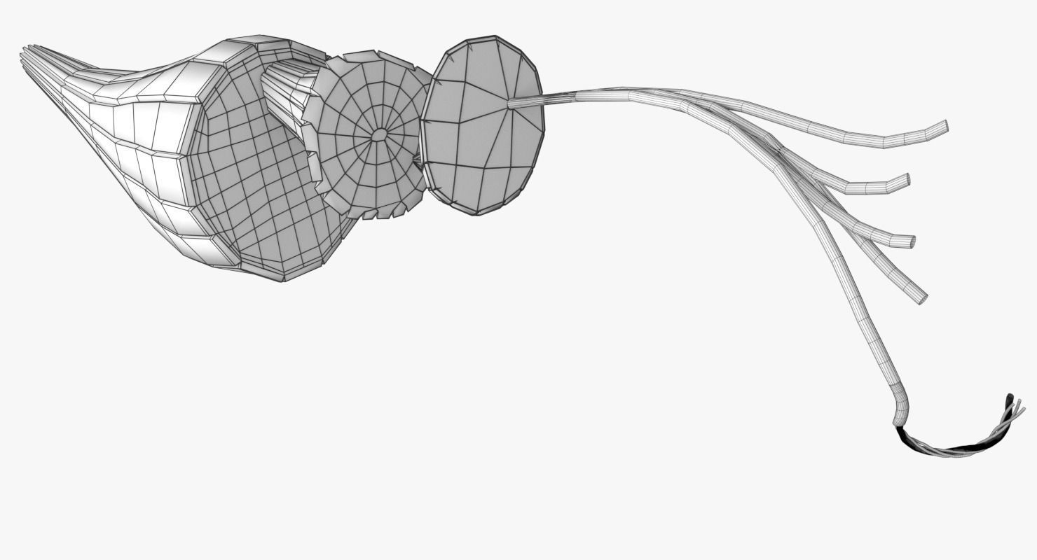 Muscle cross section 3D model_11