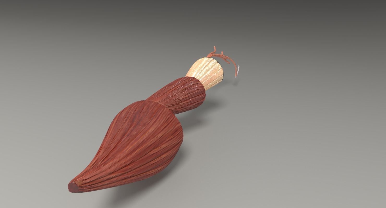 Muscle cross section 3D model_23