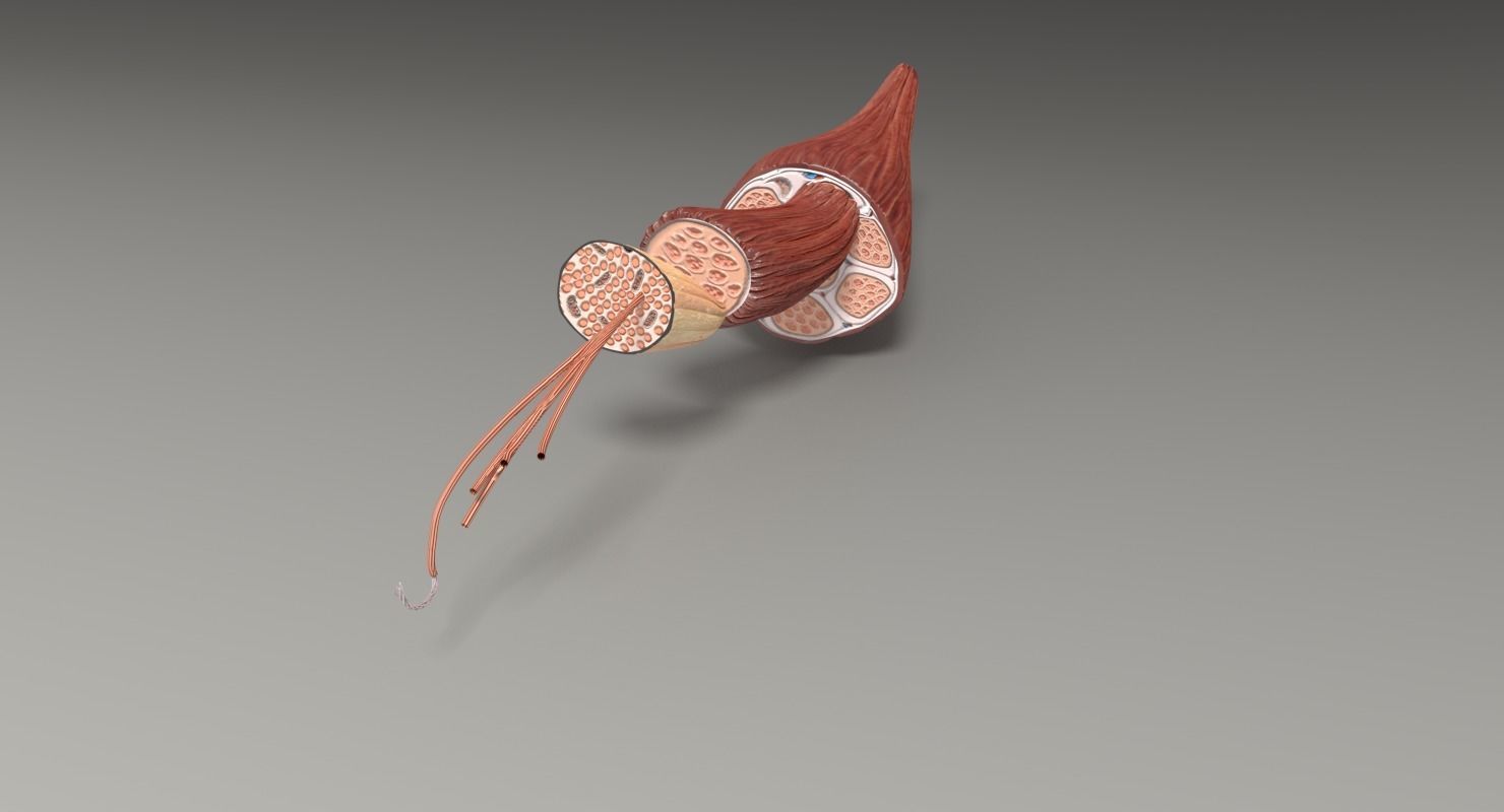 Muscle cross section 3D model_47