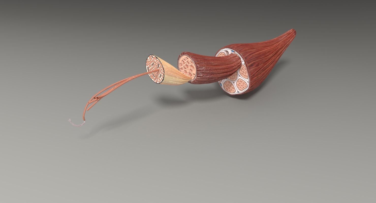 Muscle cross section 3D model_41