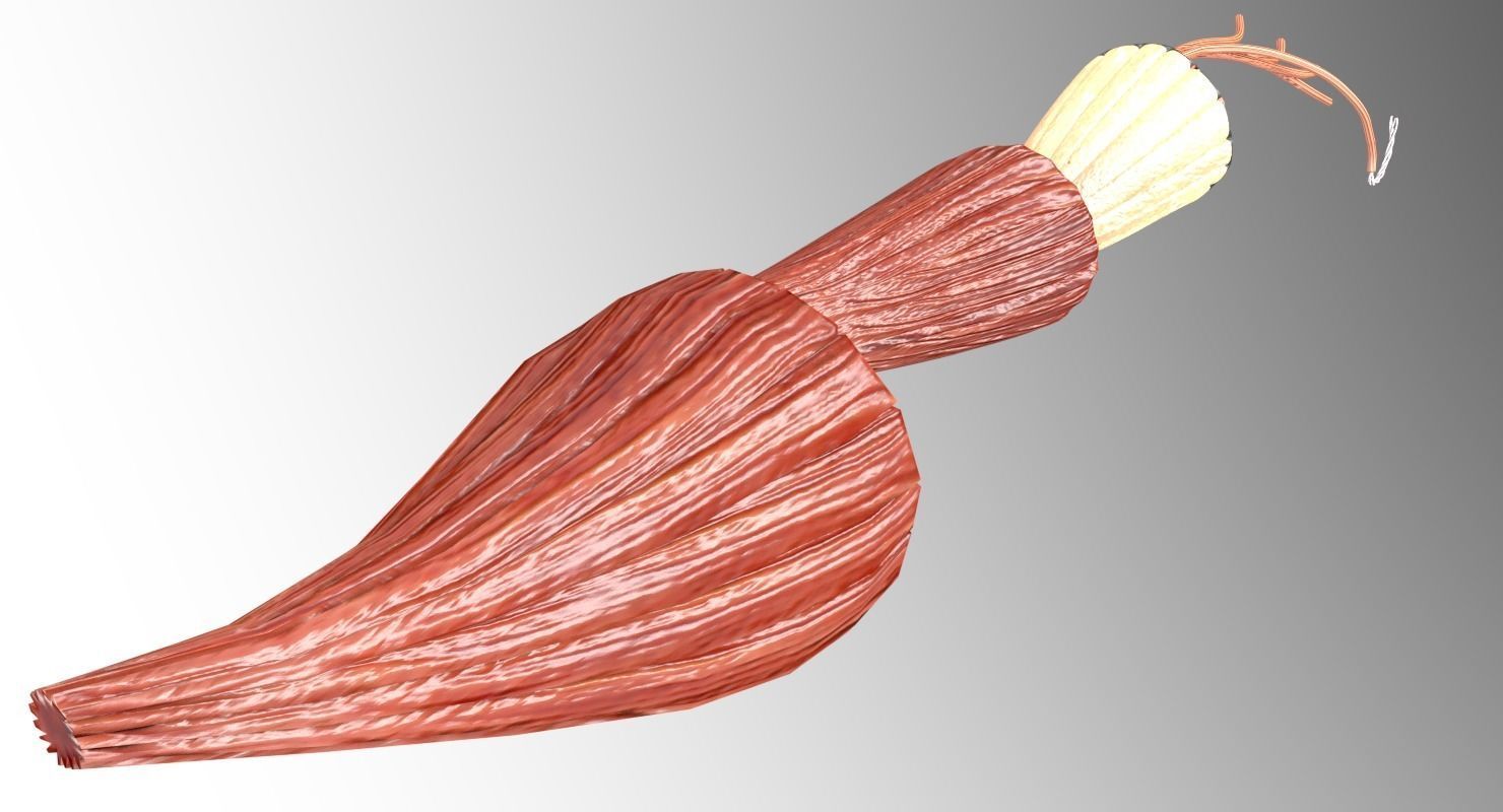 Muscle cross section 3D model_9