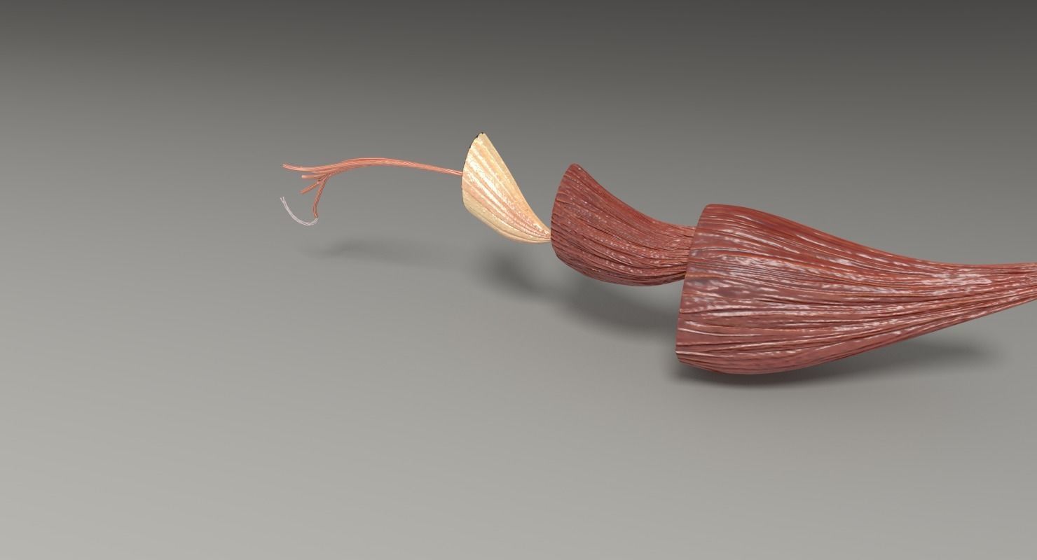 Muscle cross section 3D model_38