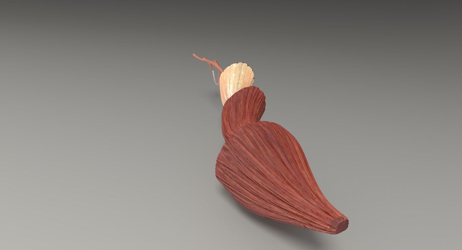 Muscle cross section 3D model_28