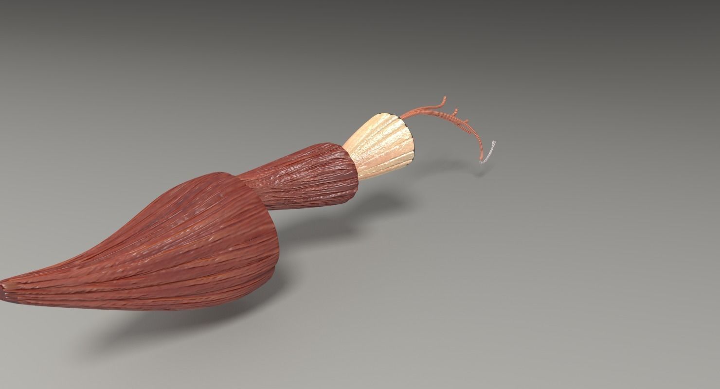 Muscle cross section 3D model_20