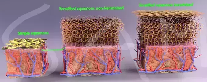 Skin epithelium squamous stratified 3D model