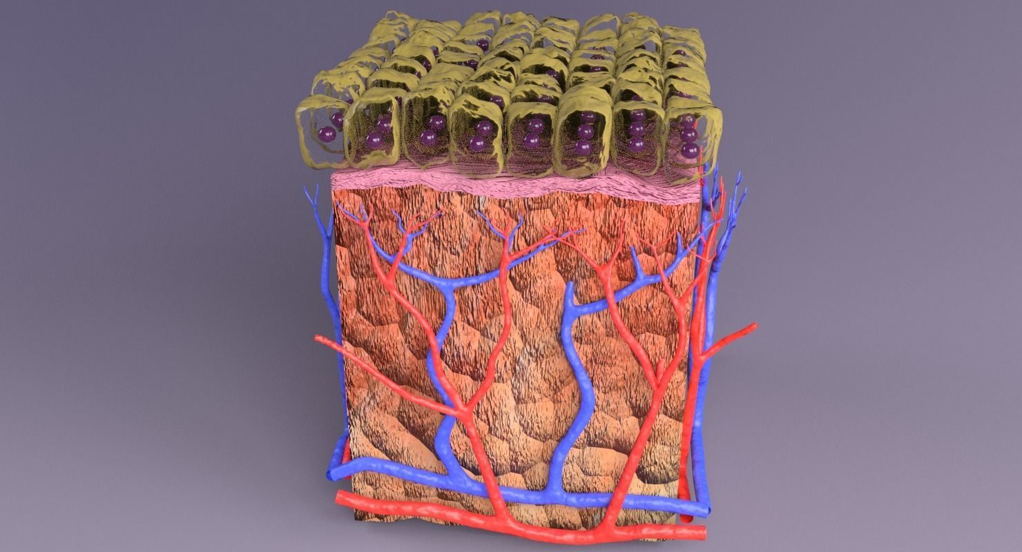 epithelium cuboidal  3D model_17