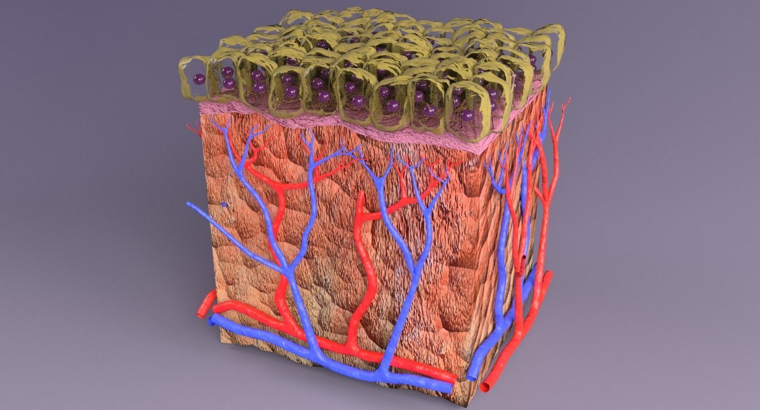 epithelium cuboidal  3D model_7