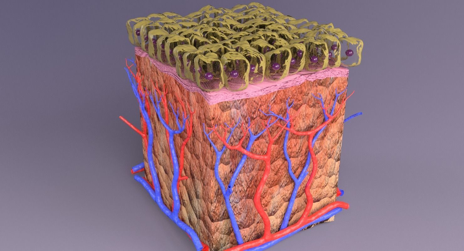 epithelium cuboidal  3D model_12