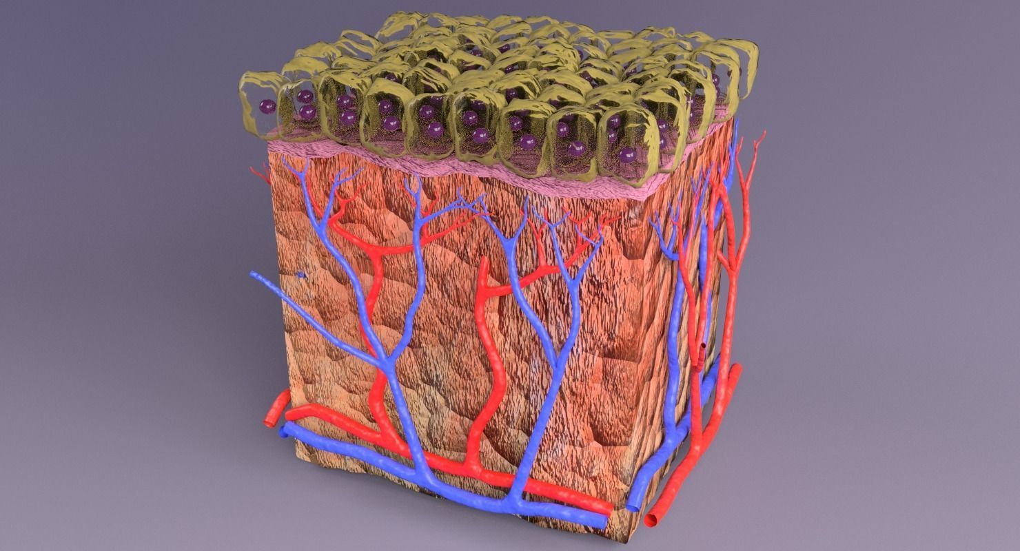 epithelium cuboidal  3D model_19