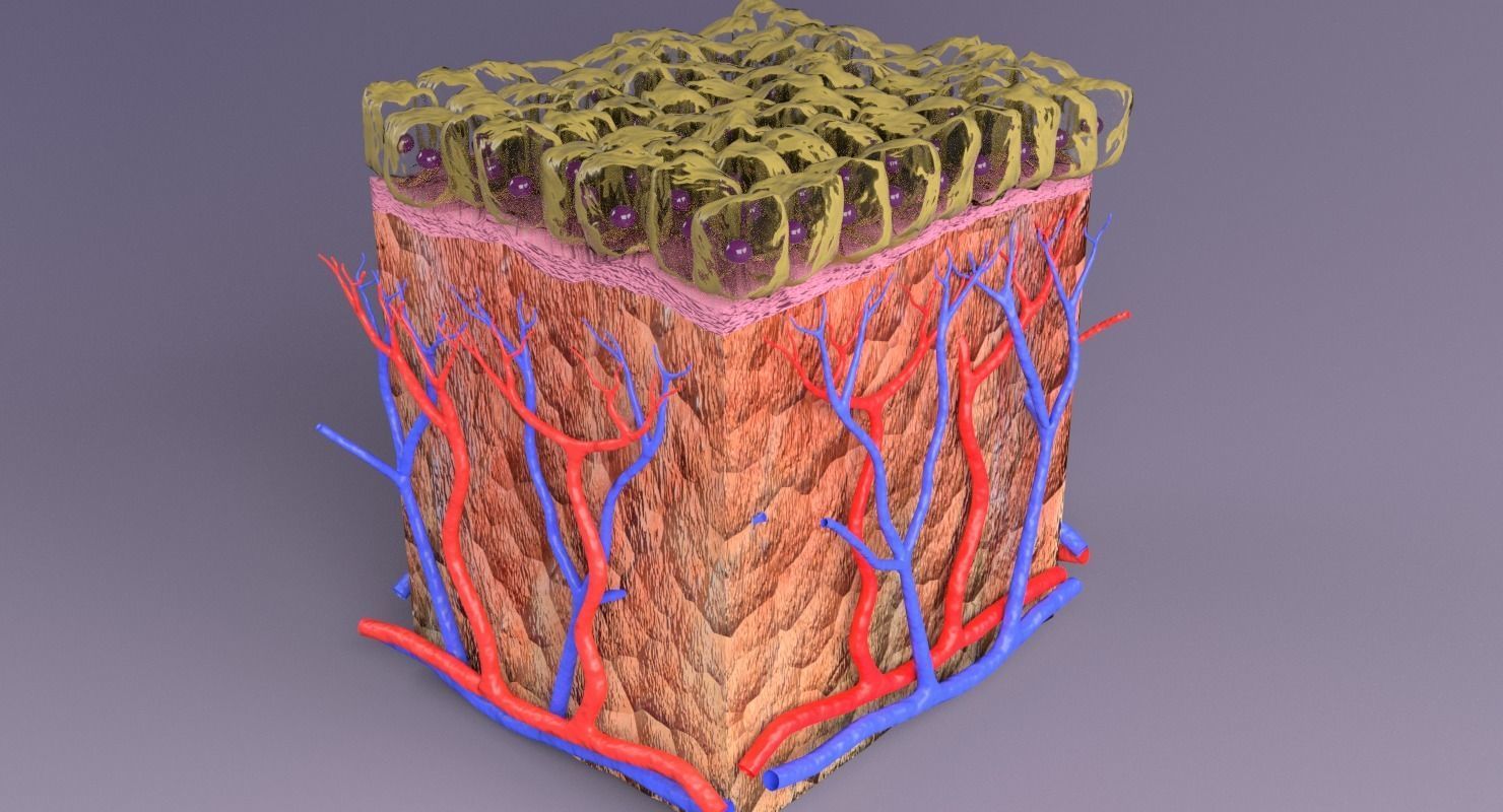 epithelium cuboidal  3D model_11