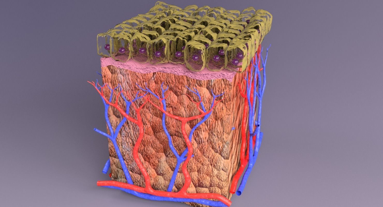 epithelium cuboidal  3D model_10