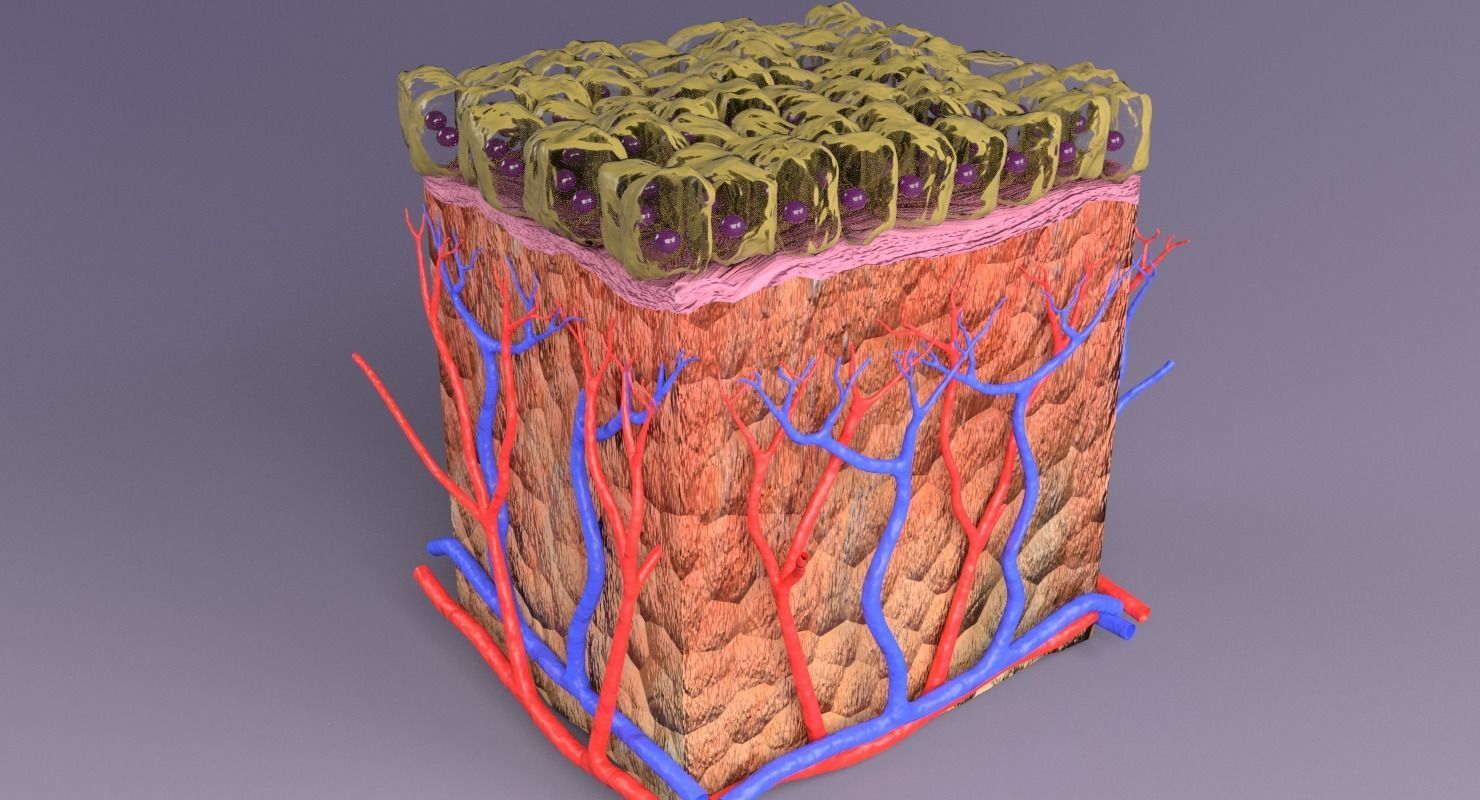 epithelium cuboidal  3D model_14