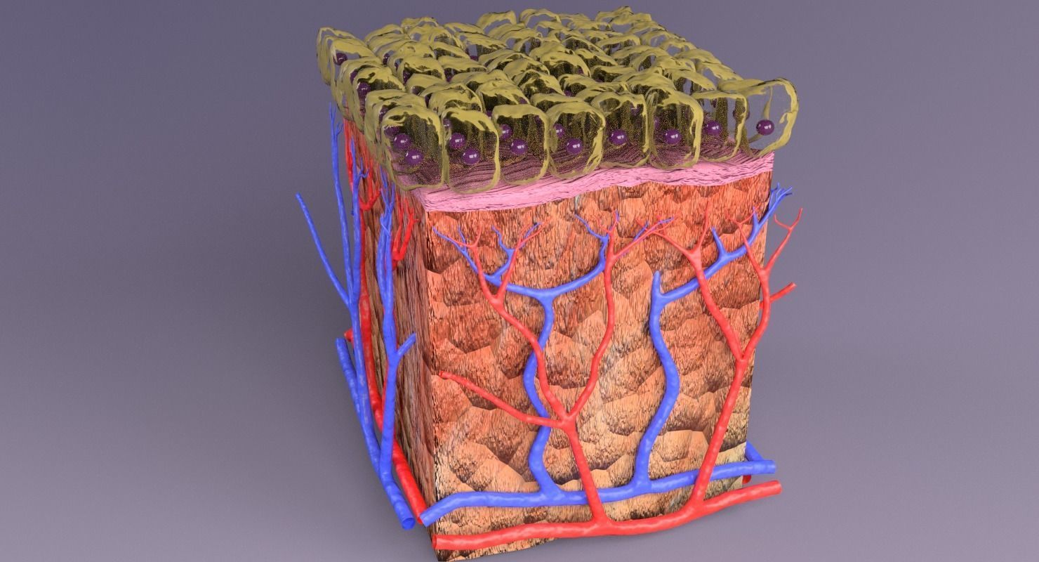 epithelium cuboidal  3D model_16