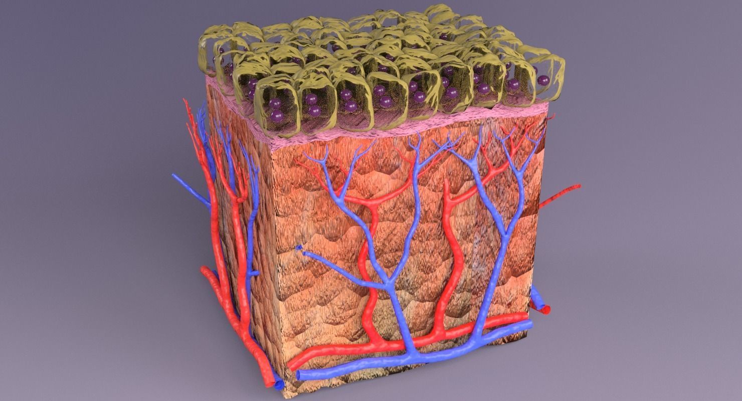 epithelium cuboidal  3D model_9