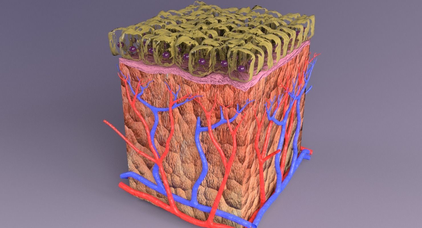 epithelium cuboidal  3D model_15