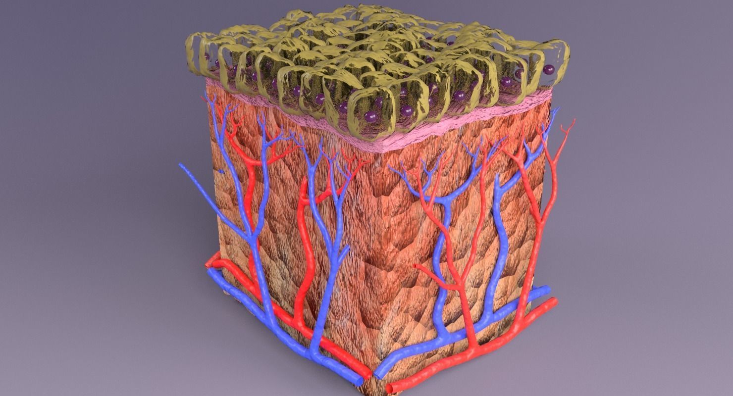 epithelium cuboidal  3D model_18