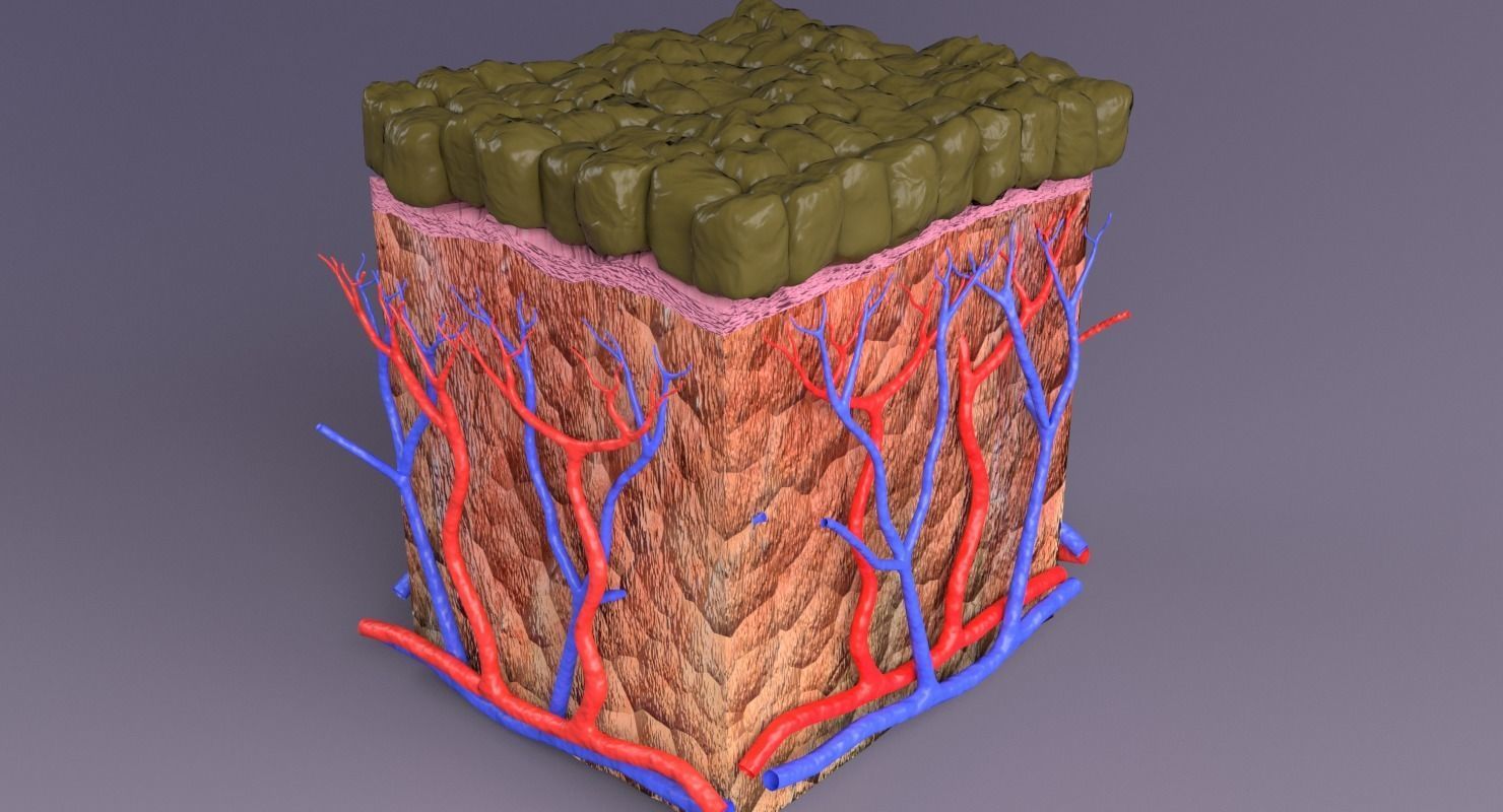 epithelium cuboidal  3D model_2