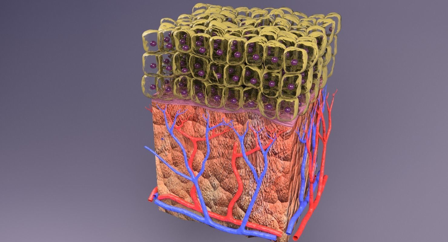 epithelium cuboidal  3D model_4