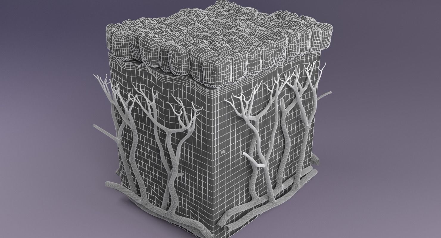 epithelium cuboidal  3D model_3