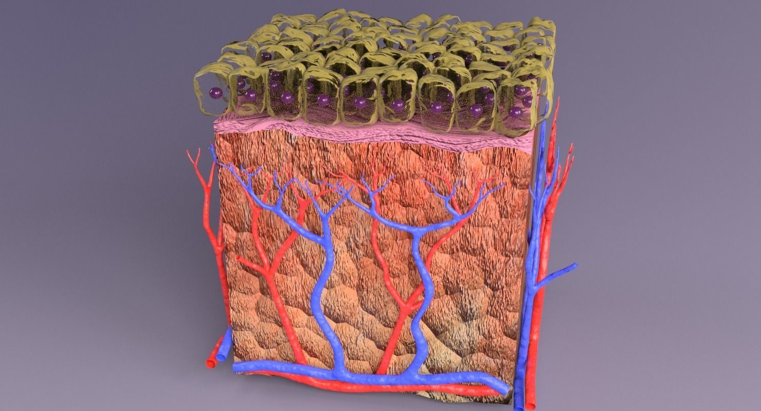 epithelium cuboidal  3D model_8