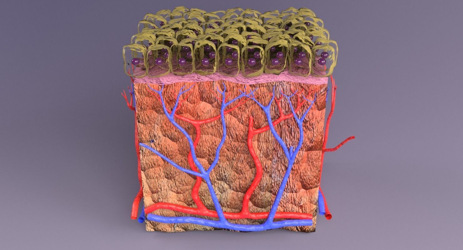 epithelium cuboidal  3D model_6