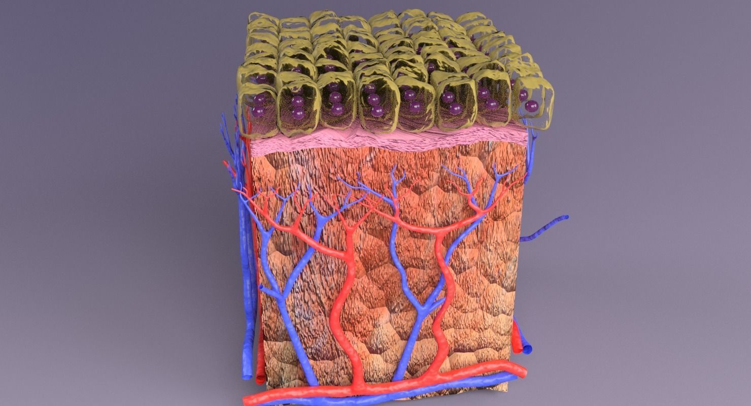 epithelium cuboidal  3D model_5