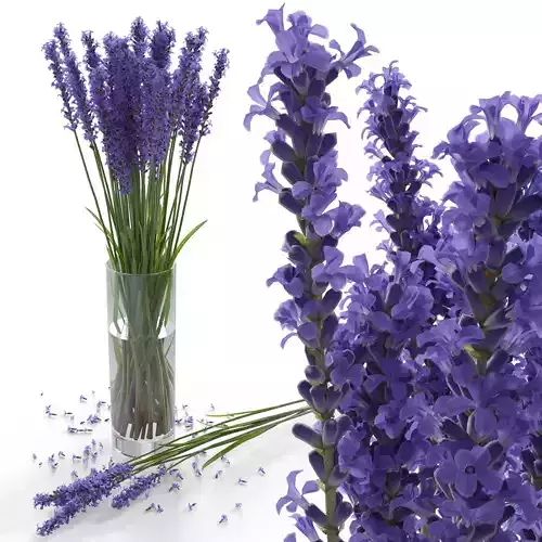 The bouquet of lavender in a vase 3D model