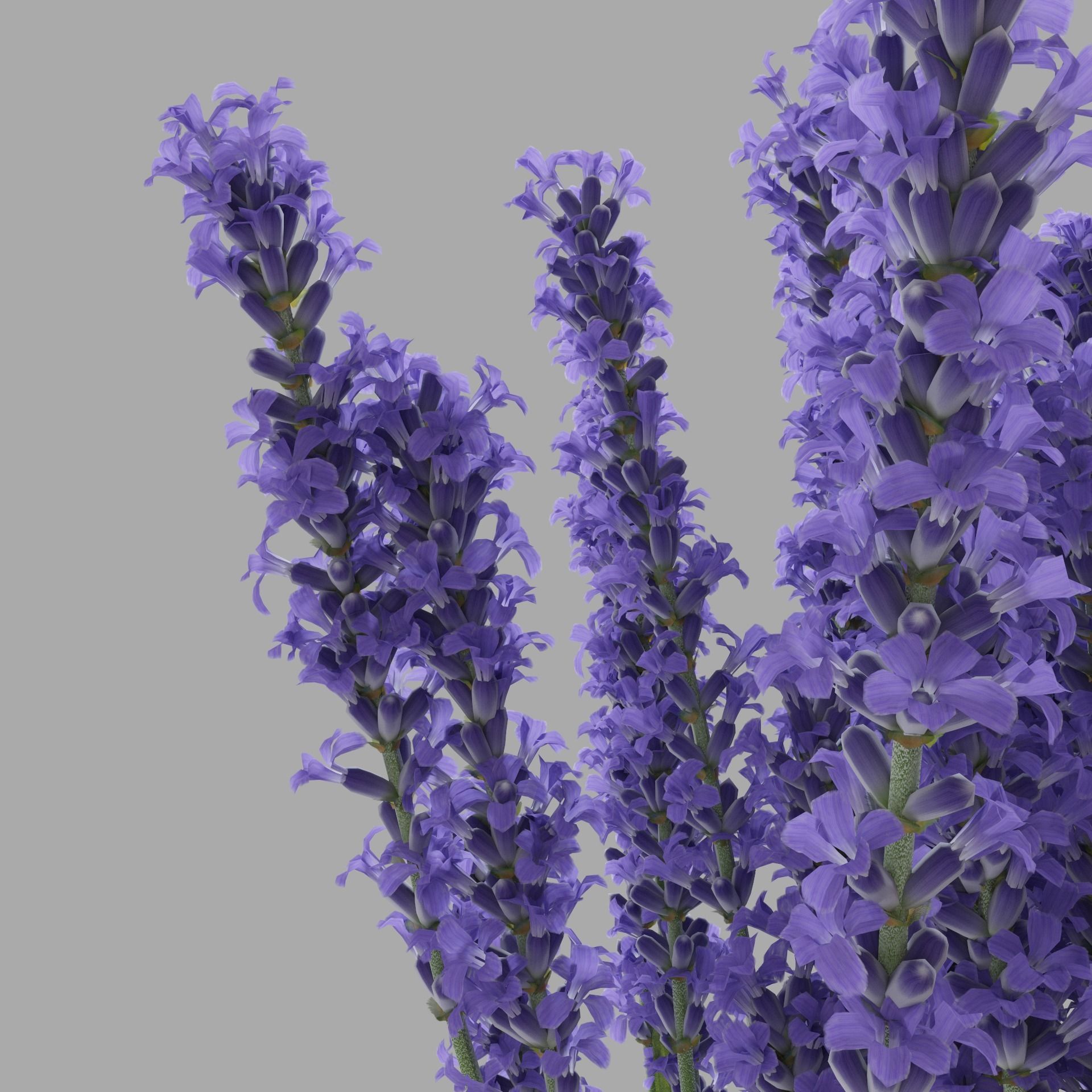 The bouquet of lavender in a vase 3D model_8