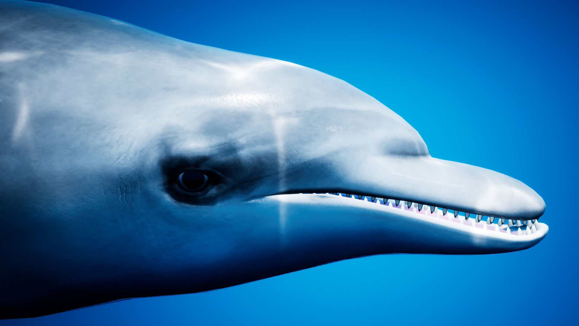 Dolphin Animation Pack - UE4 3ds Max Low-poly 3D model_4