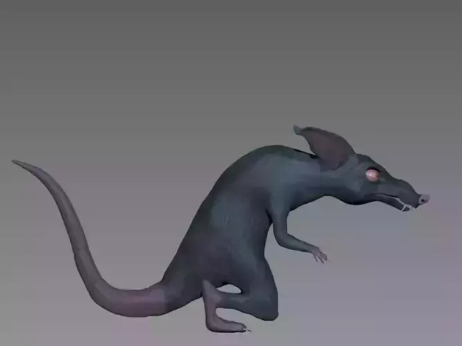 Rat model