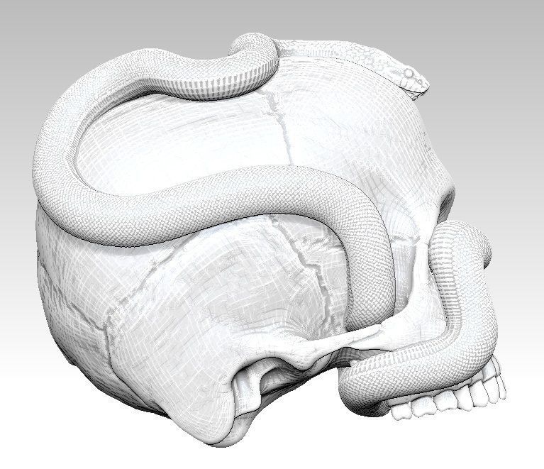 Curls snake with man skull Realistic High detailed 3d print  3D print model_7