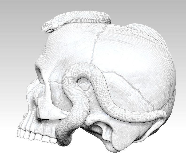 Curls snake with man skull Realistic High detailed 3d print  3D print model_5