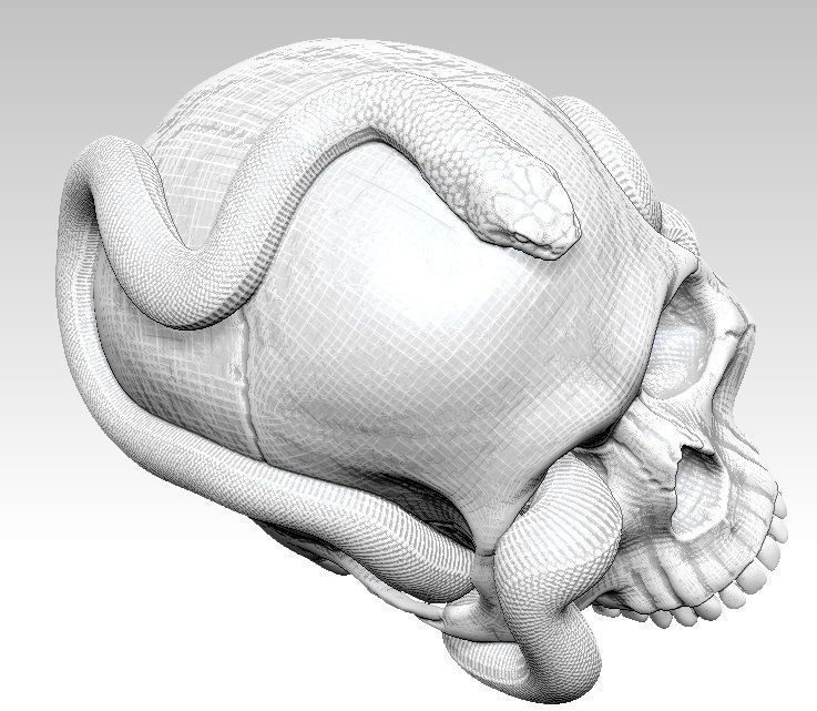 Curls snake with man skull Realistic High detailed 3d print  3D print model_6