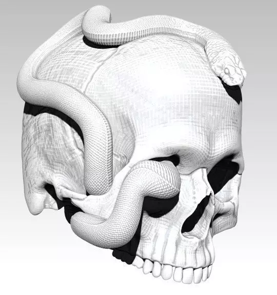 Curls snake with man skull Realistic High detailed 3d print  3D print model_0