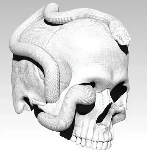 Curls snake with man skull Realistic High detailed 3d print  3D print model