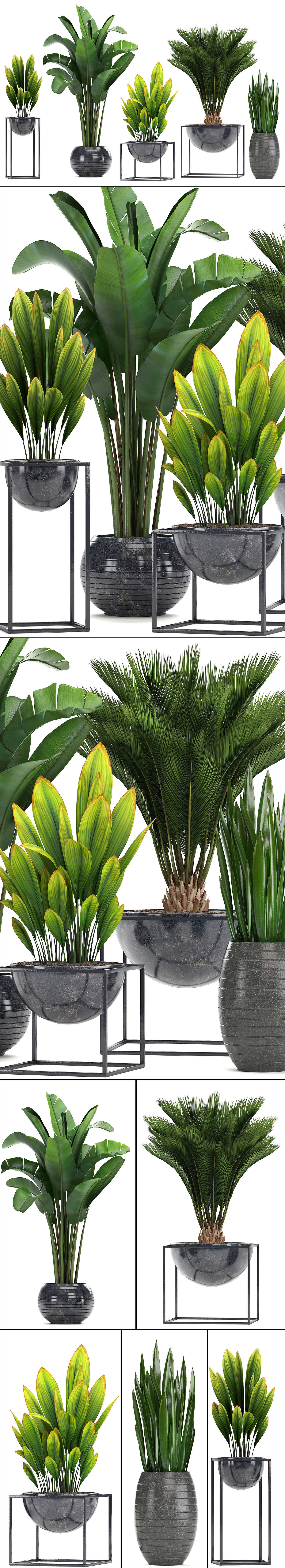 Collection Exotic plants  3D model_12