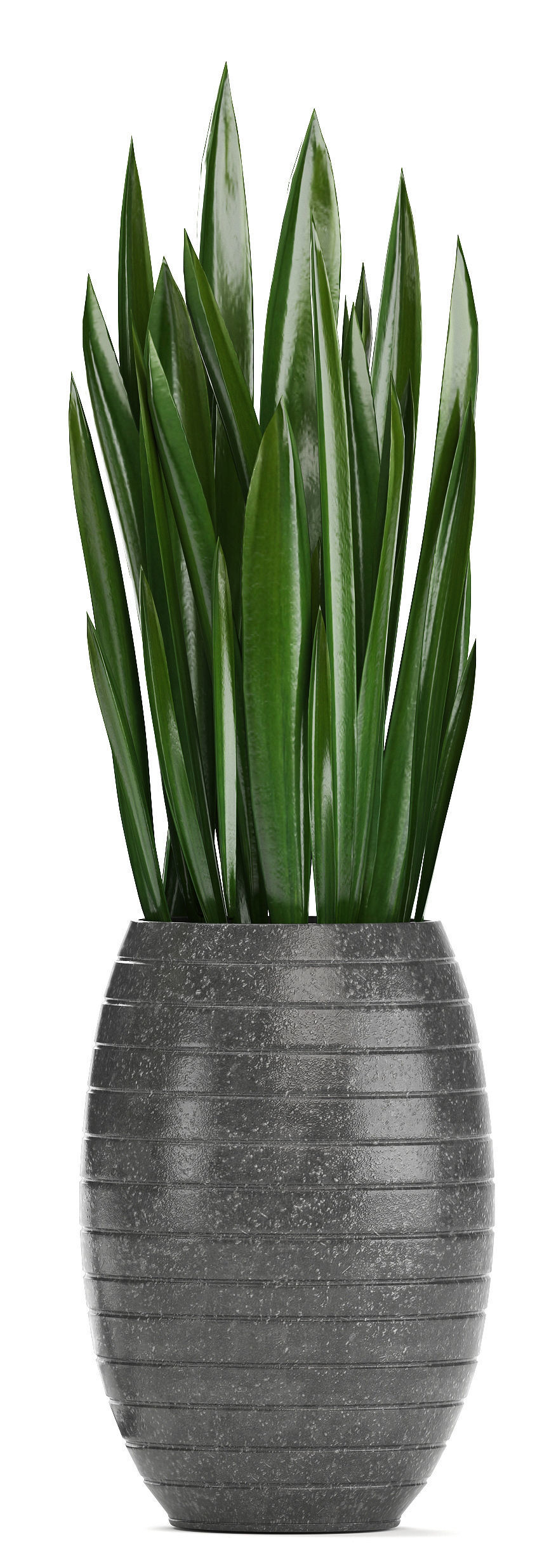 Collection Exotic plants  3D model_7