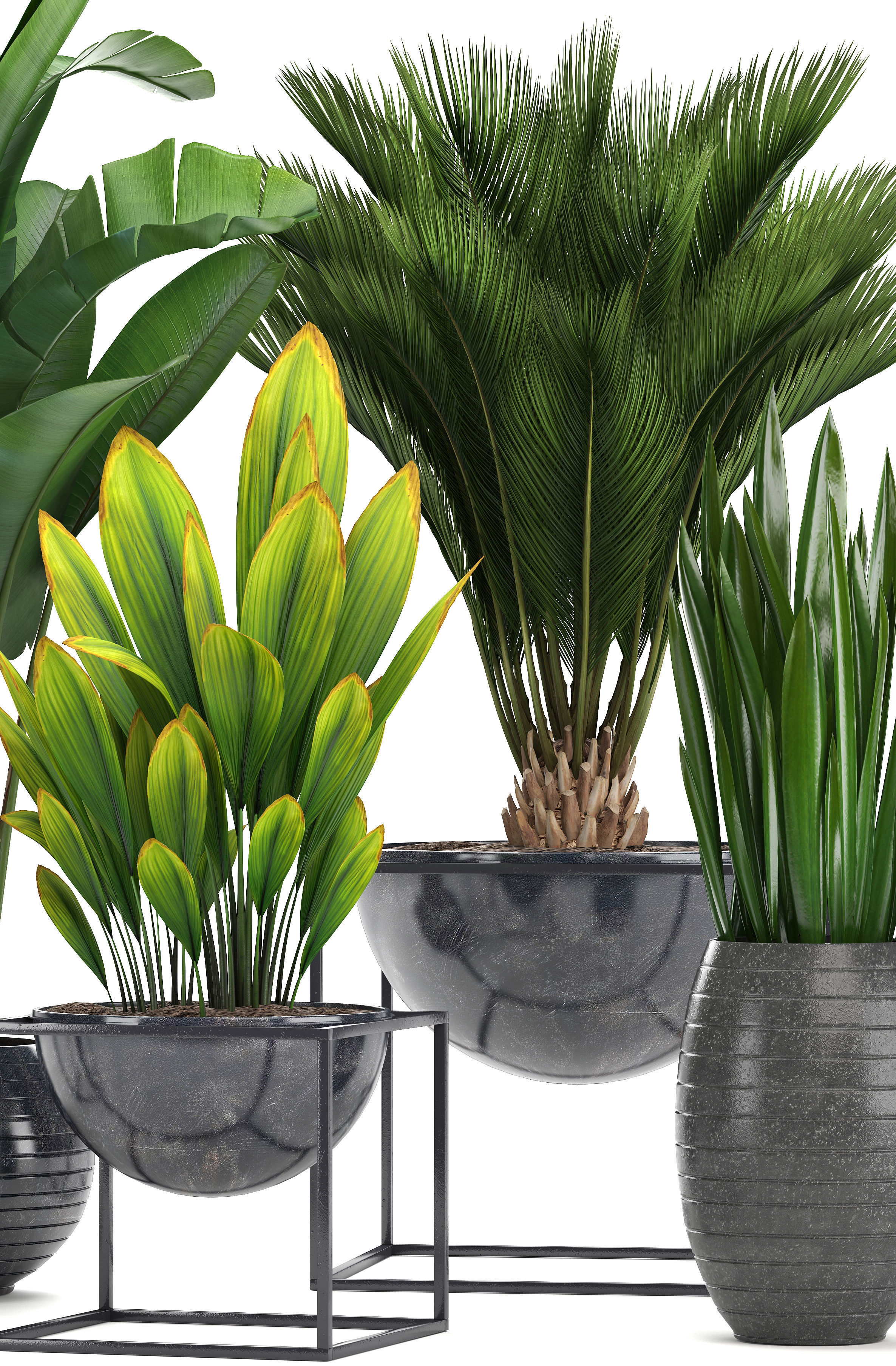 Collection Exotic plants  3D model_11