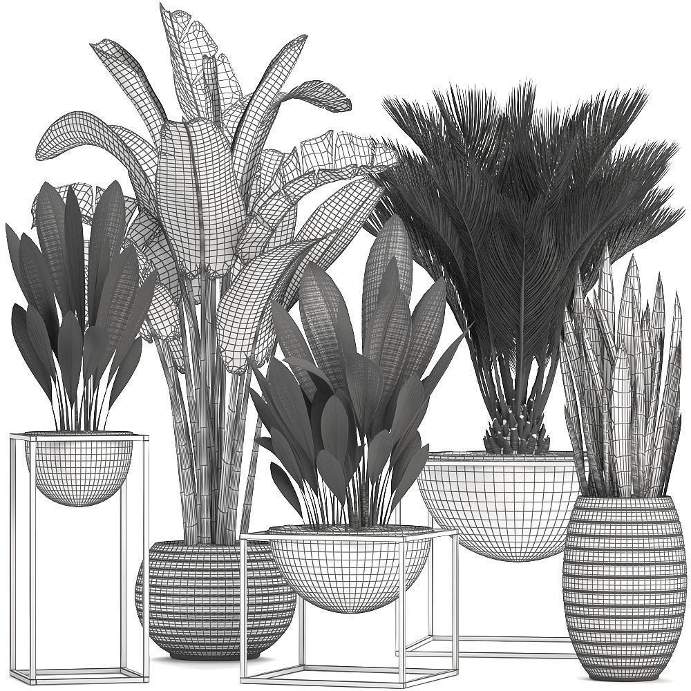 Collection Exotic plants  3D model_3