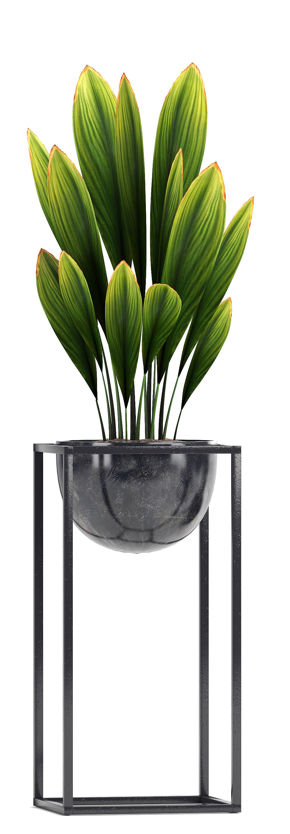 Collection Exotic plants  3D model_1