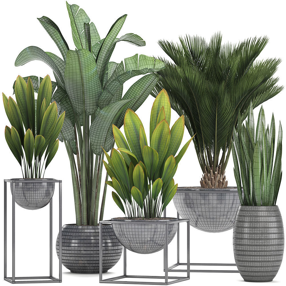 Collection Exotic plants  3D model_2