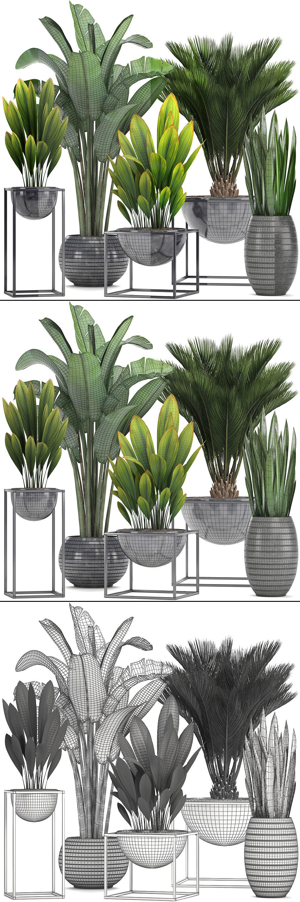 Collection Exotic plants  3D model_5