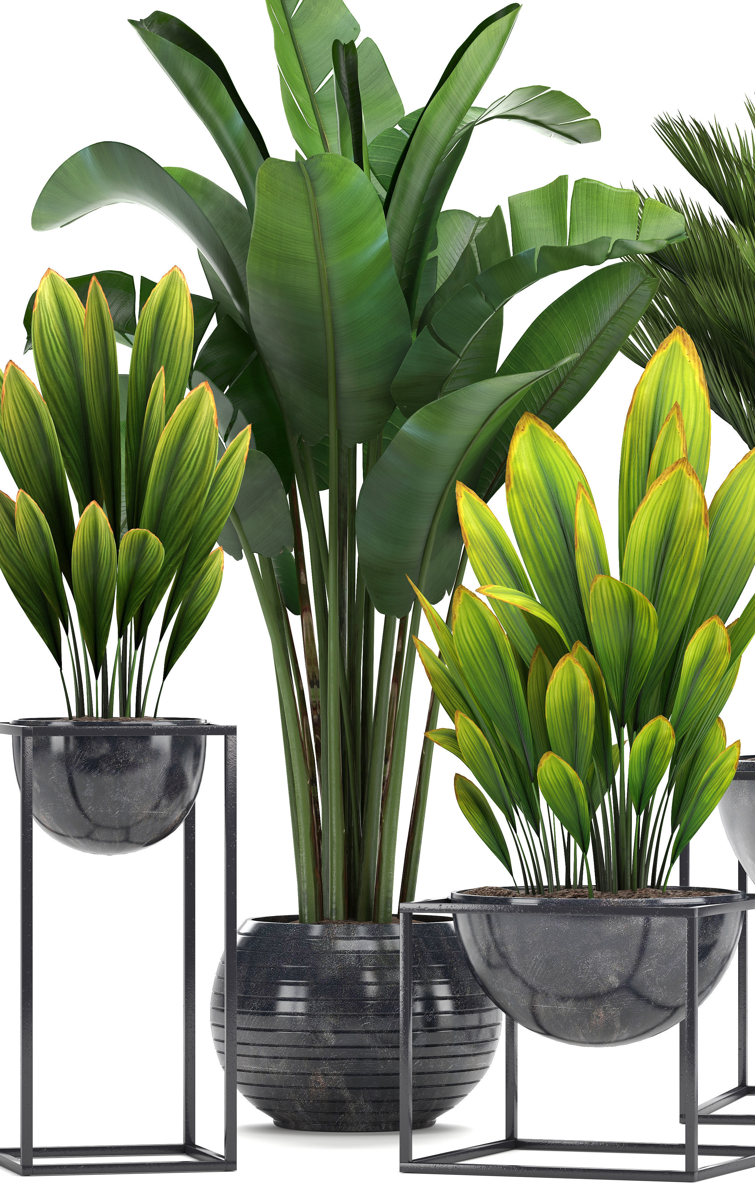 Collection Exotic plants  3D model_10