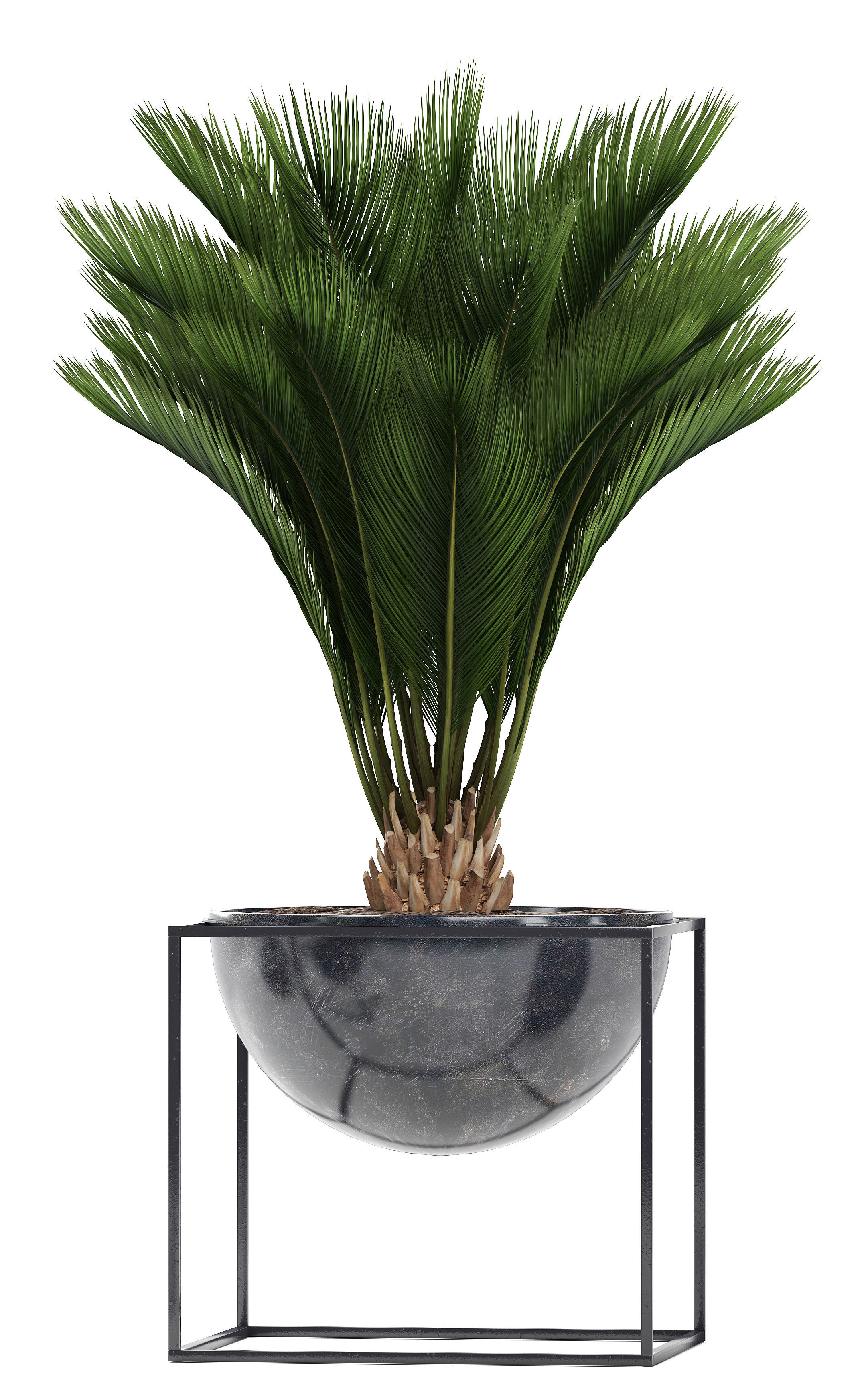 Collection Exotic plants  3D model_8