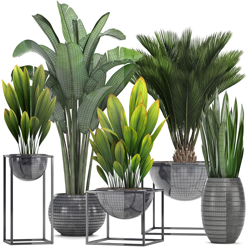 Collection Exotic plants  3D model_9