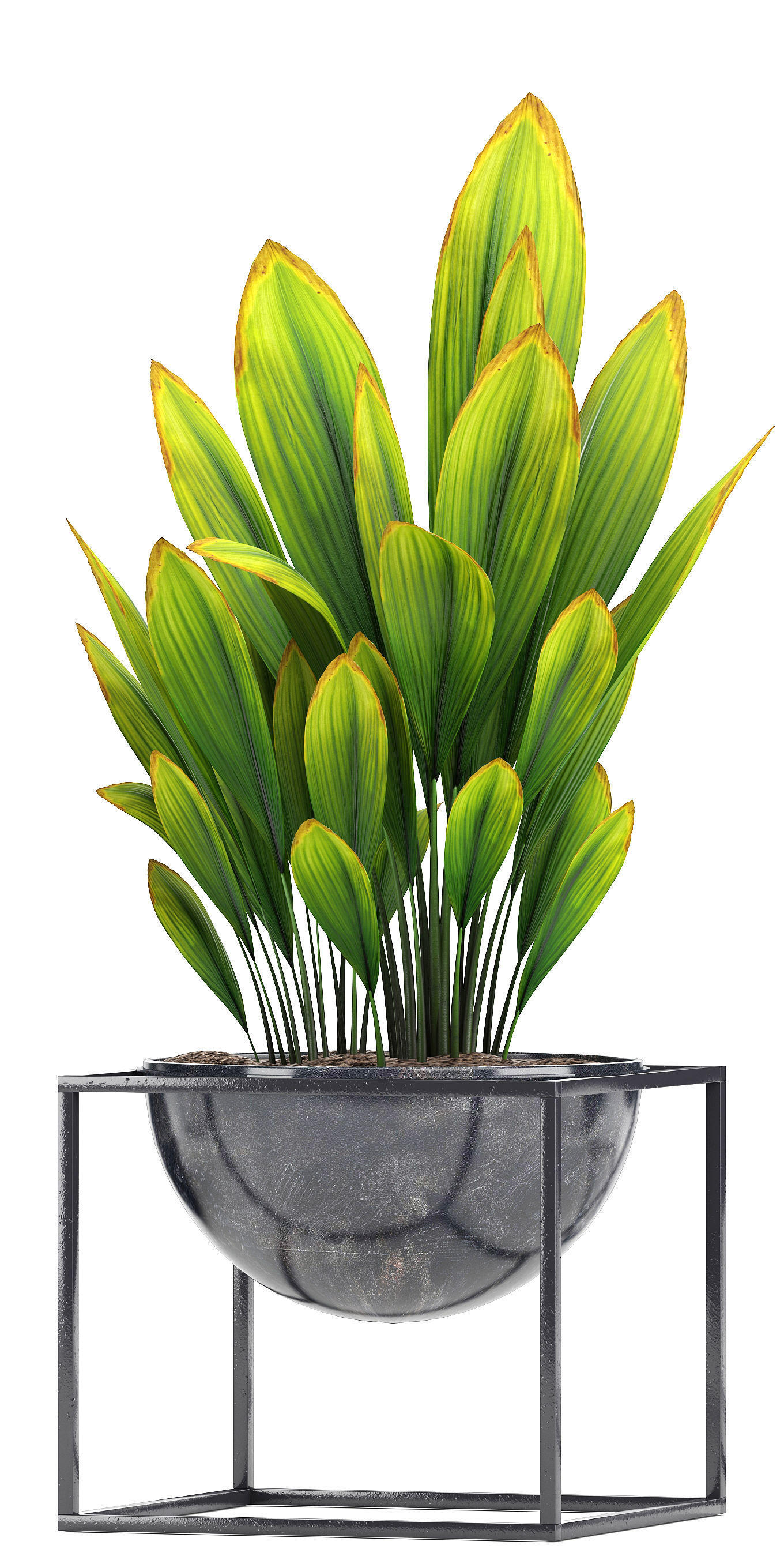 Collection Exotic plants  3D model_4