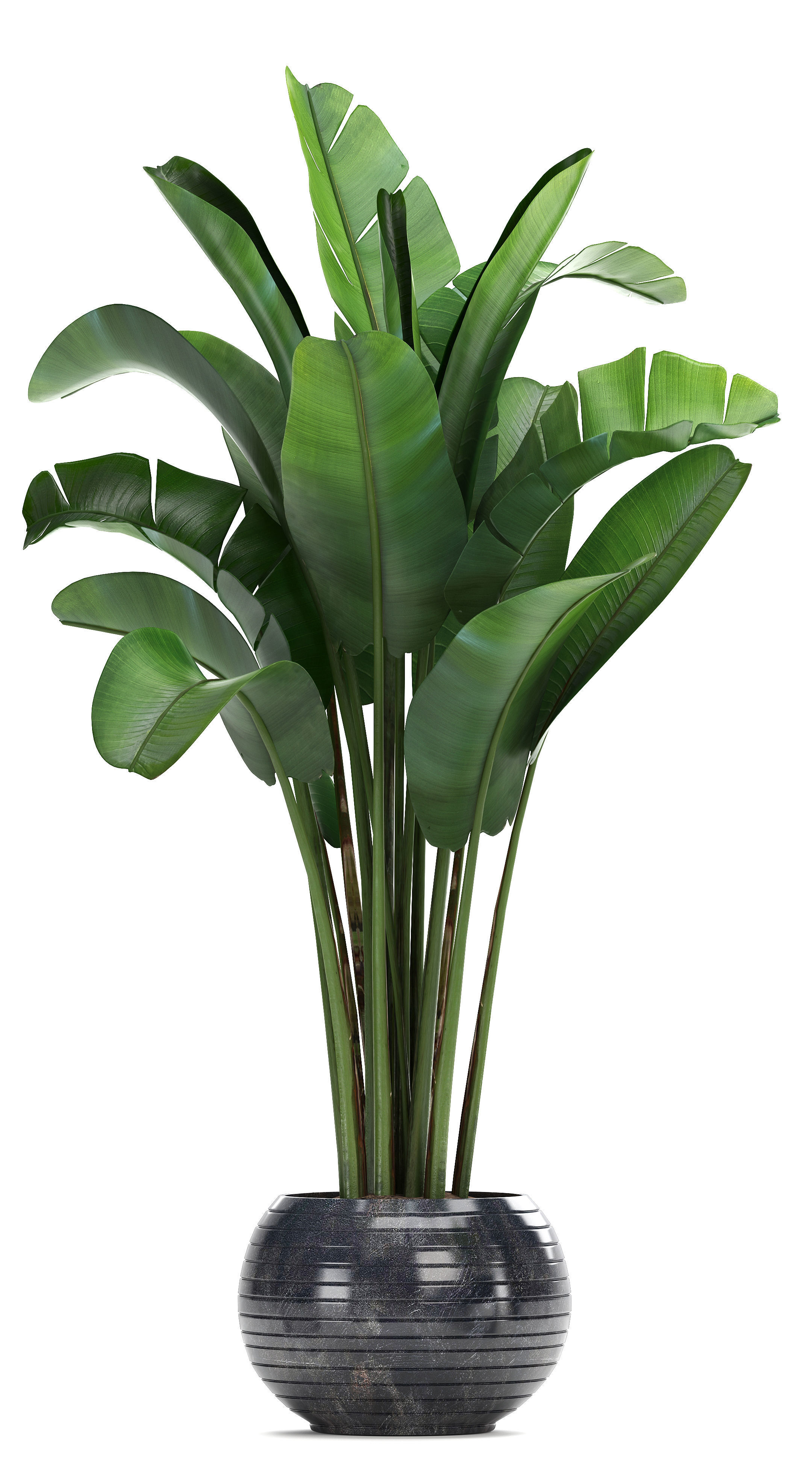 Collection Exotic plants  3D model_6