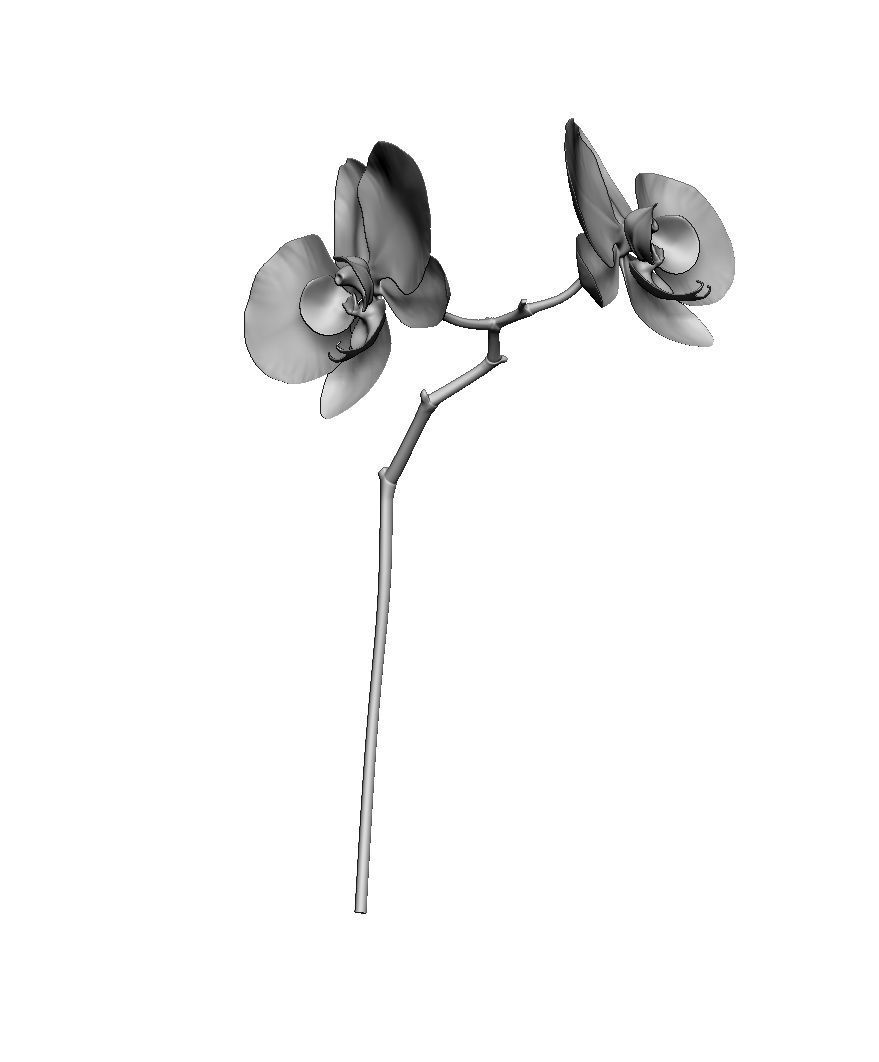 Orchid two orchids on stem 3D model_5