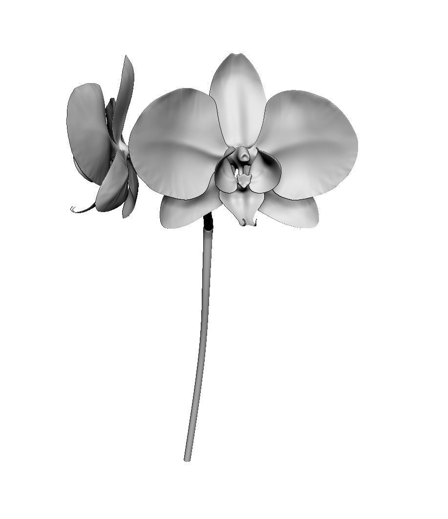 Orchid two orchids on stem 3D model_3