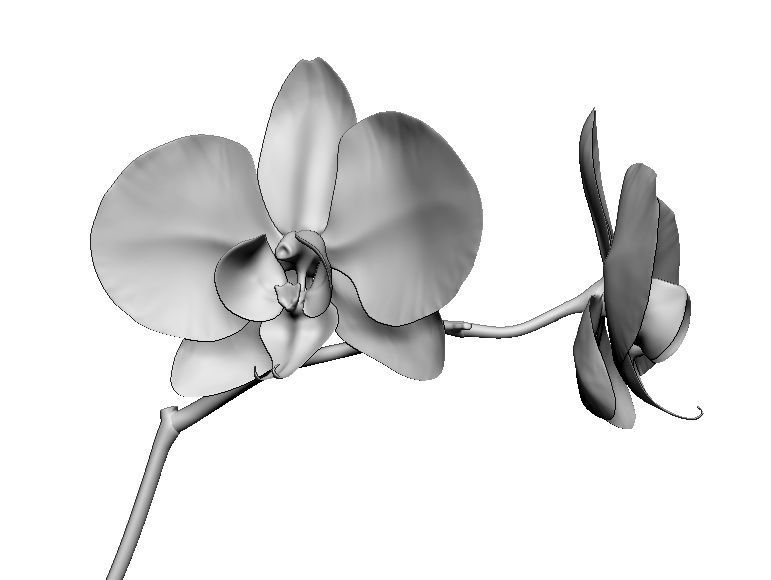 Orchid two orchids on stem 3D model_1
